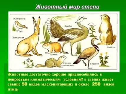 Кто живет в степи