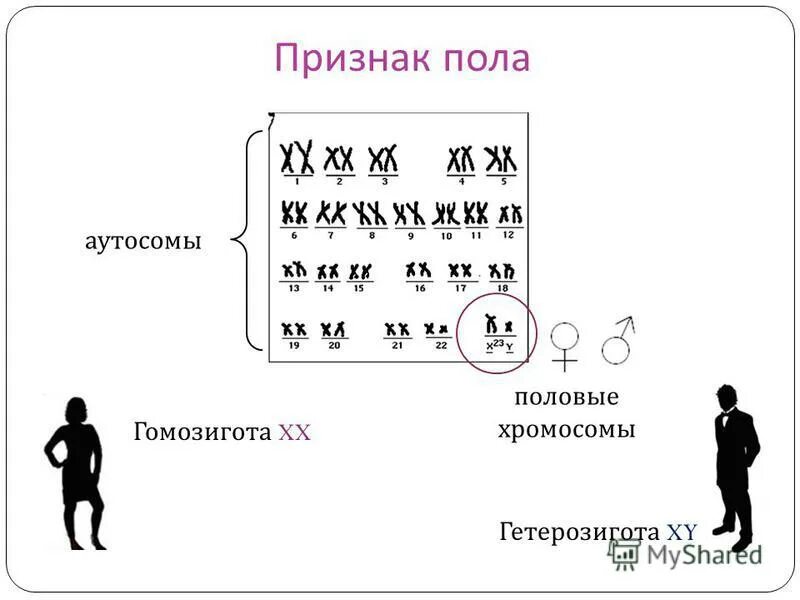 Аутосомы и половые хромосомы. Хромосомы у мужчин и женщин. Половые хромосомы мужчины. Набор хромосом у мужчин и женщин аутосомы.