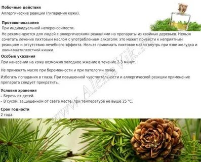 Можно ли пихту