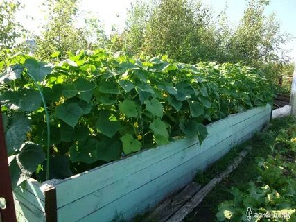 Подготовить грядку для огурцов