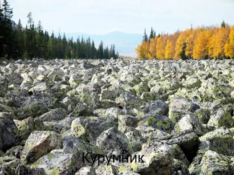 Курумник что это. Курумник фото малидак. Уральские горы курумы. Хребет тигер тыш кузнецкий алатау. Каменная река кузнецкий алатау.