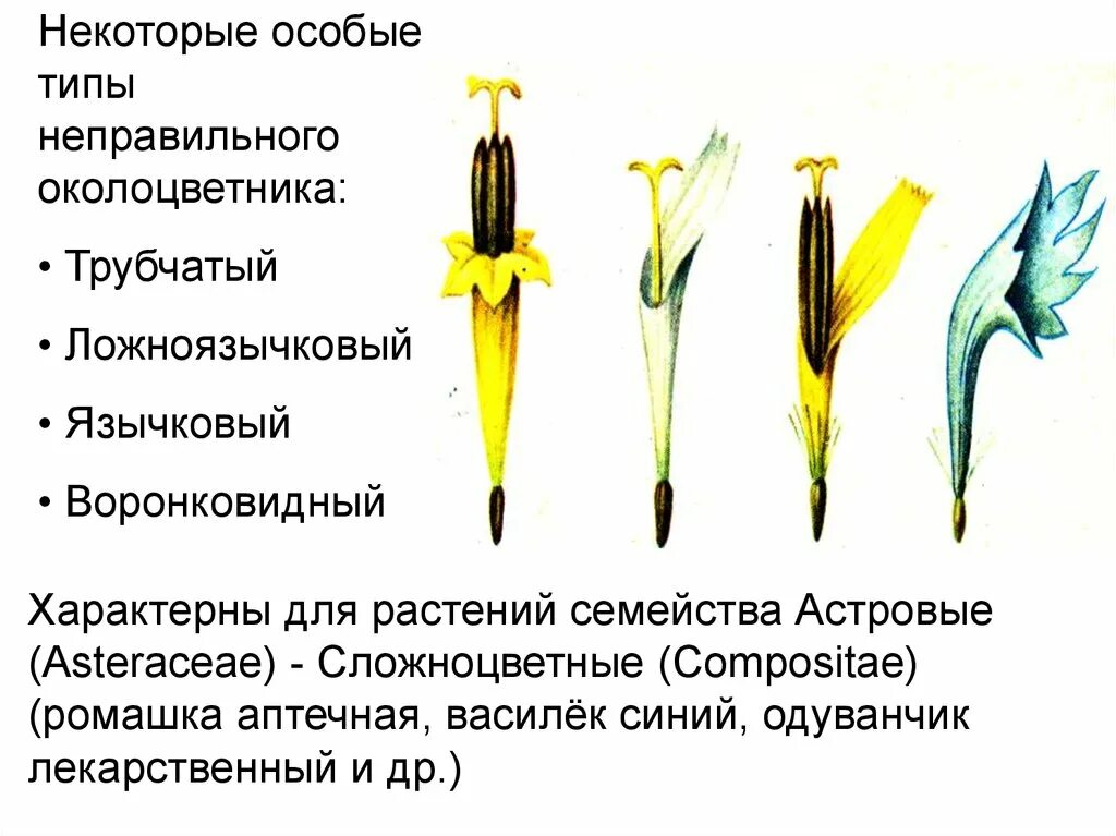 Для всех представителей класса характерно наличие околоцветника. Генеративные органы цветка сложноцветны. Генеративные органы у сложноцветных растений. Семейство Сложноцветные генеративные органы цветок. Типы цветков трубчатые язычковые.