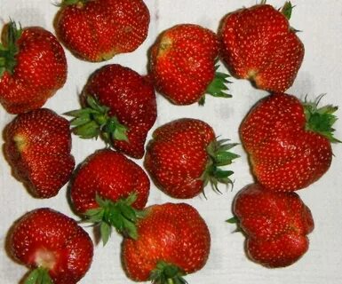 Клубника сорт машенька отзывы
