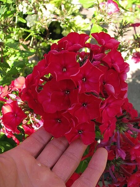 MAJOR PLAN Flocks blizzard Rumyanets girls (M.F. Sharonova, 1964). The flower is