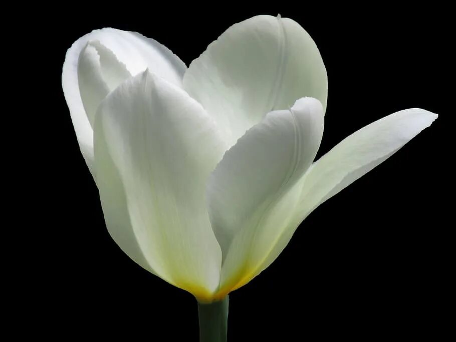 White tulip
