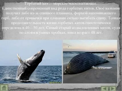 Кит сроки