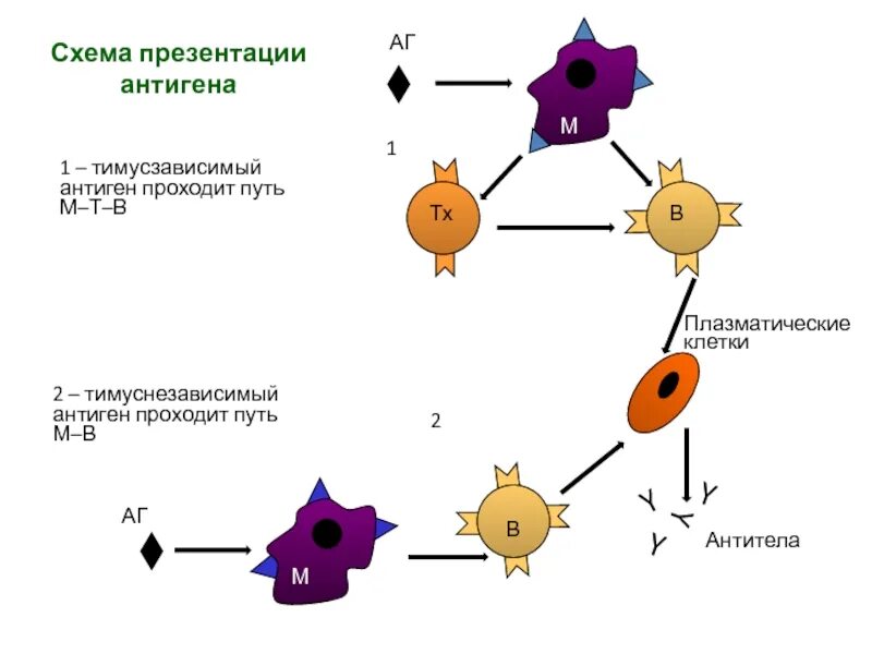 Антигены антитела иммунный ответ. Схема антиген антитело. Схема иммунного ответа иммунология. Схемы иммунного ответа на т зависимые антигены. Т зависимый иммунный ответ схема.