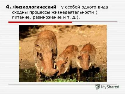 Совокупность особей сходных по строению имеющих общее