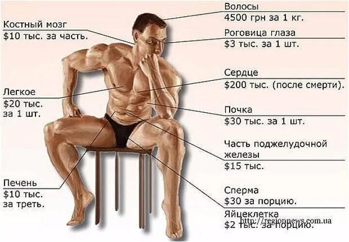 Самый дорогой орган человека. Сколько стоят органы. Сколько стоит почка. Сколько стоит человеческая почка. Сколько стоят органы человека.