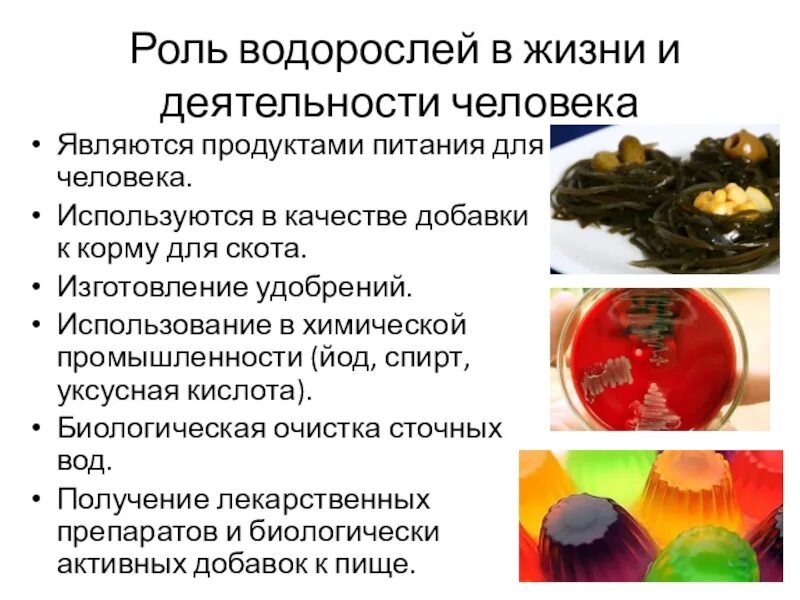 Роль водорослей в жизни