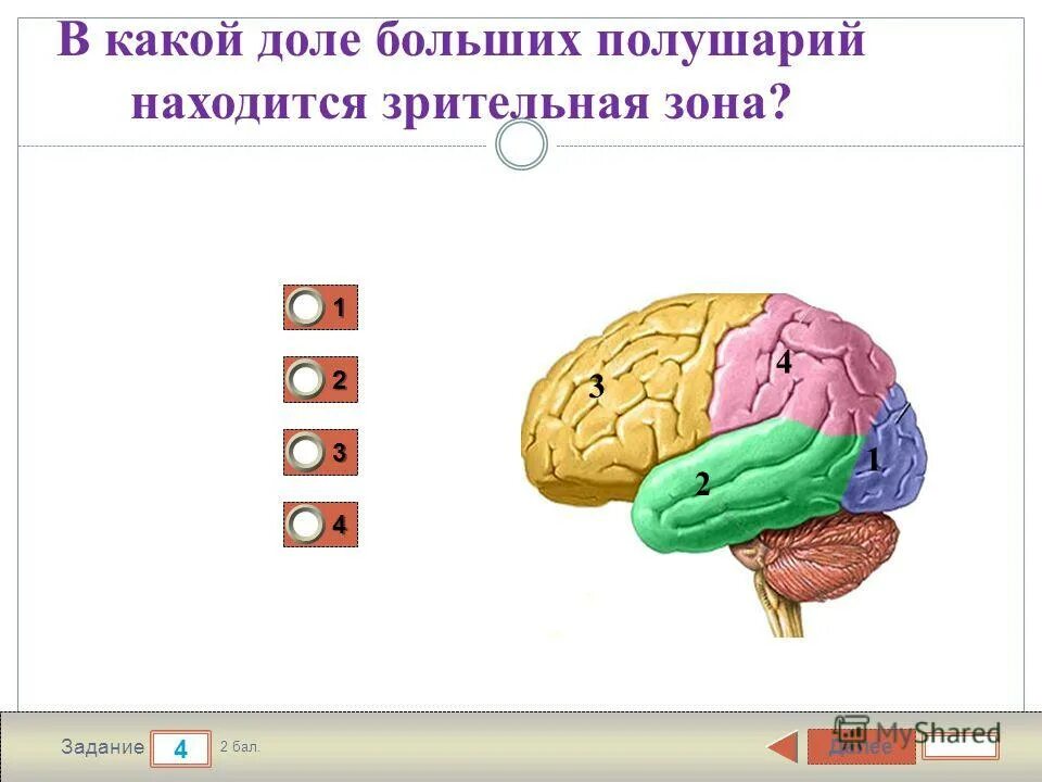 В какой доле находится зрительная зона. В какой доле находится зрительная зона