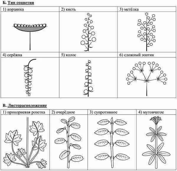 Впр по биологии 7 класс грибы