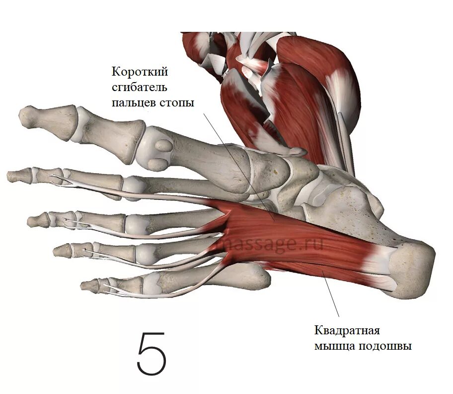 Короткий сгибатель пальцев стопы анатомия. Flexor digitorum Brevis мышца. Quadratus Plantae. Короткий сгибатель пальца стопы.