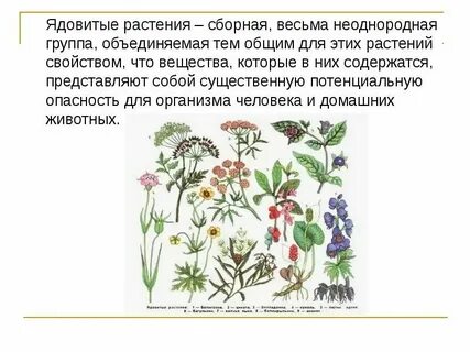 Чем опасна трава