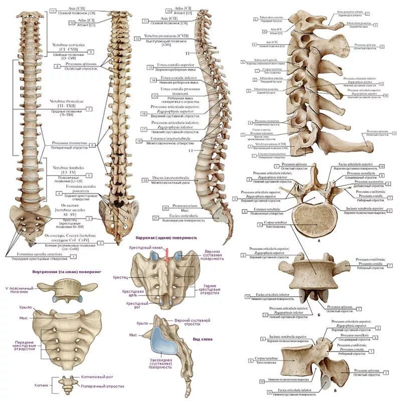 Верную последовательность расположения отделов позвоночника. Позвоночник строение анатомия поясничного отдела. Позвоночный столб человека строение. Кости человека анатомия Позвоночный столб. Поясничный отдел скелета человека строение.