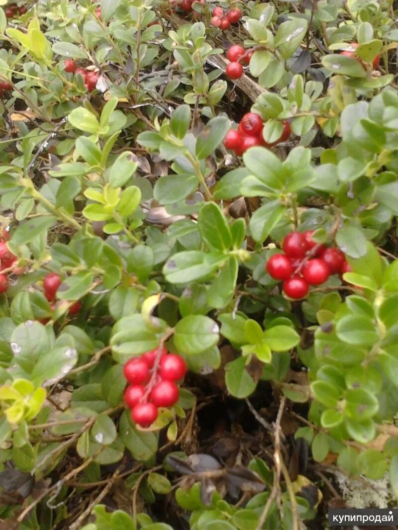 Брусника ленинградская область. Лесные ягоды карелии. Vaccinium vitis-idaea koralle брусника коралл. Клюква. Брусника ленинградская область.