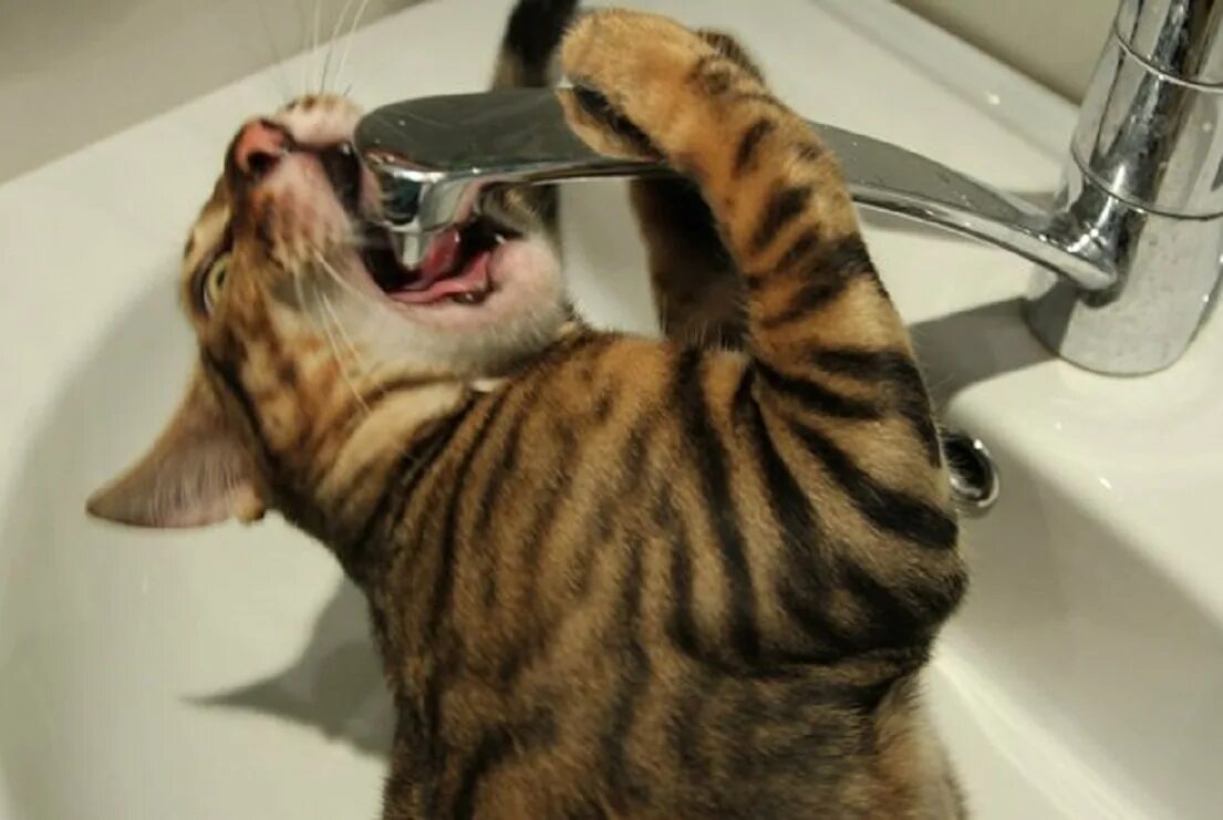 Кот пьет из крана. Кот пьет воду из под крана. Нет воды. Коты пьют воду из крана.