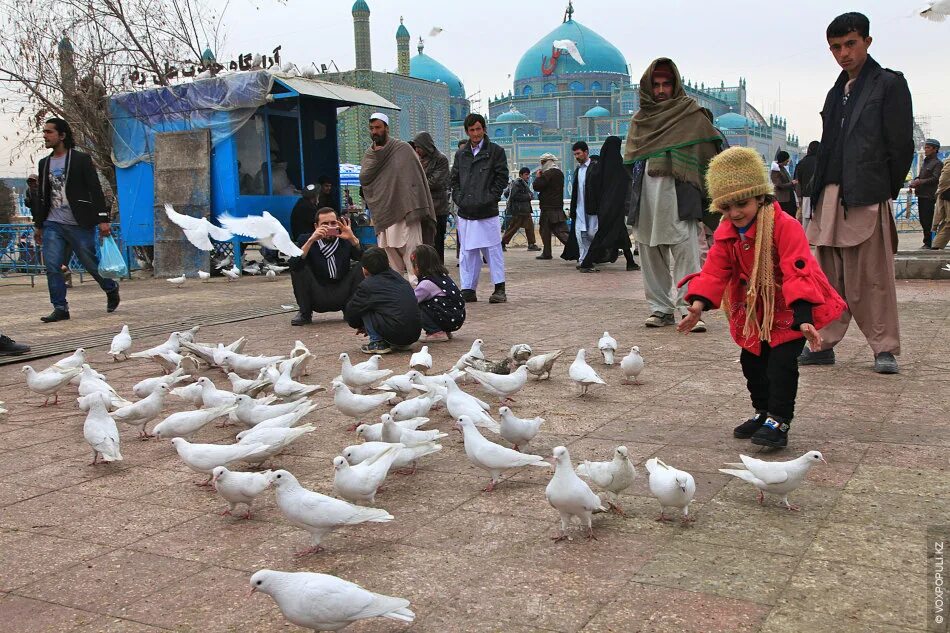 Афганские голуби. Мусульманские голуби. Белые афганские голуби. Афганские голуби. Голуби афганистана бойные.