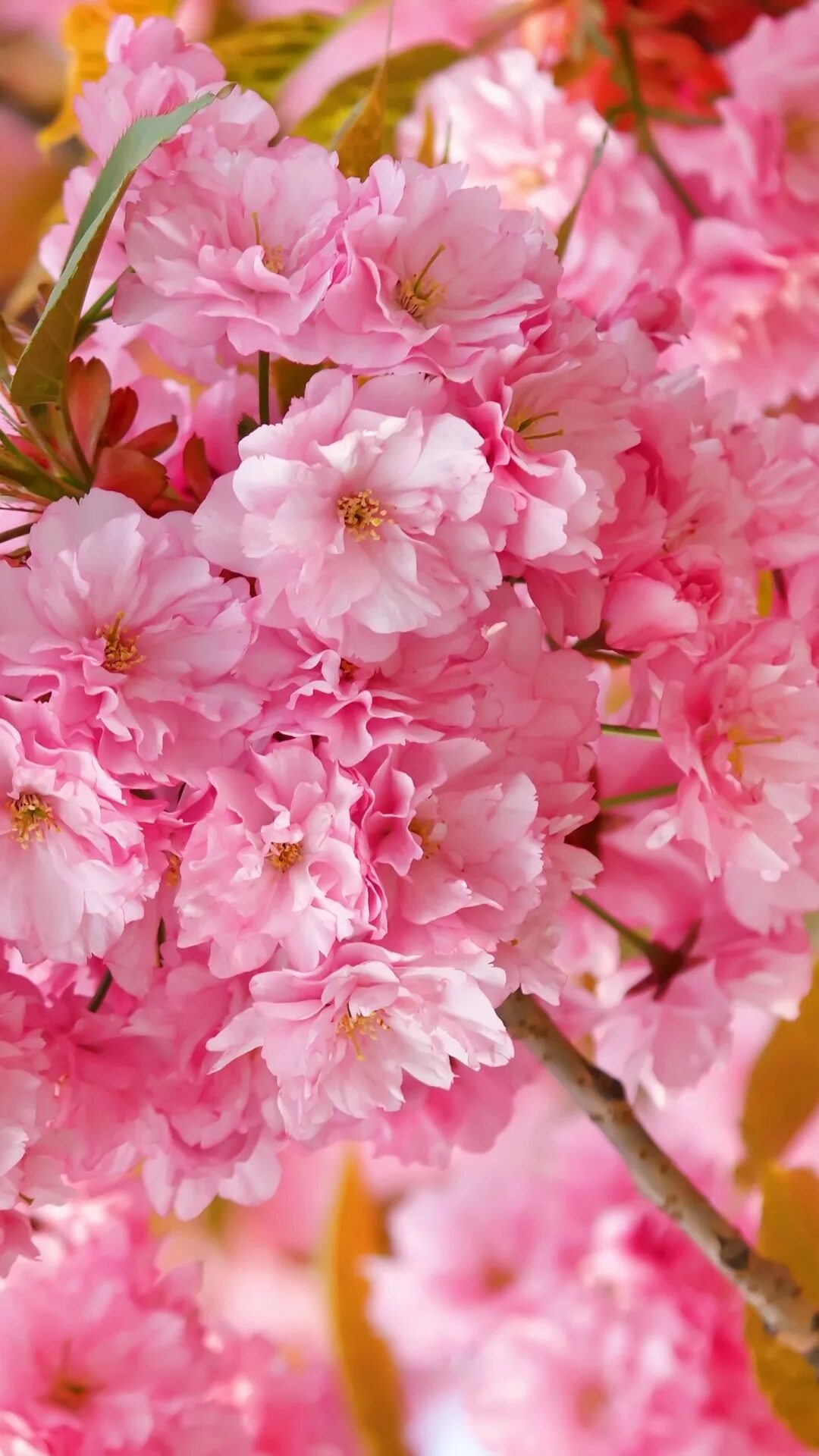Фото весны красивые на заставку телефона. Черри блоссом. Черри блоссом цветок. Черри блоссом цветет. Розовый черри блоссом.