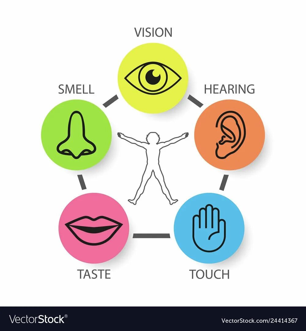 Пять чувств. Зрение слух обоняние осязание. Пять человеческих чувств. Органы чувств иконки.