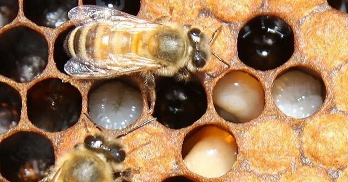 Как еще называют болезнь пчел. Американский гнилец пчел. Европейский гнилец пчел. Расплод пчёл гнилец. Американский гнилец болезни пчел.