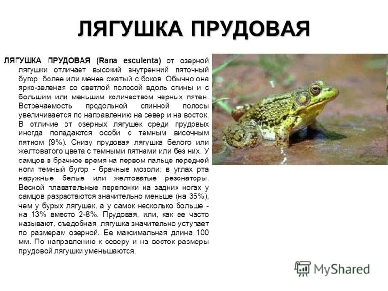 Сообщение о земноводном 2 класс окружающий мир. Рассказ про лягушку 1 класс. доклад про прудовую лягушку. прудовая лягушка относится к классу. лягушка прудовая красная книга.