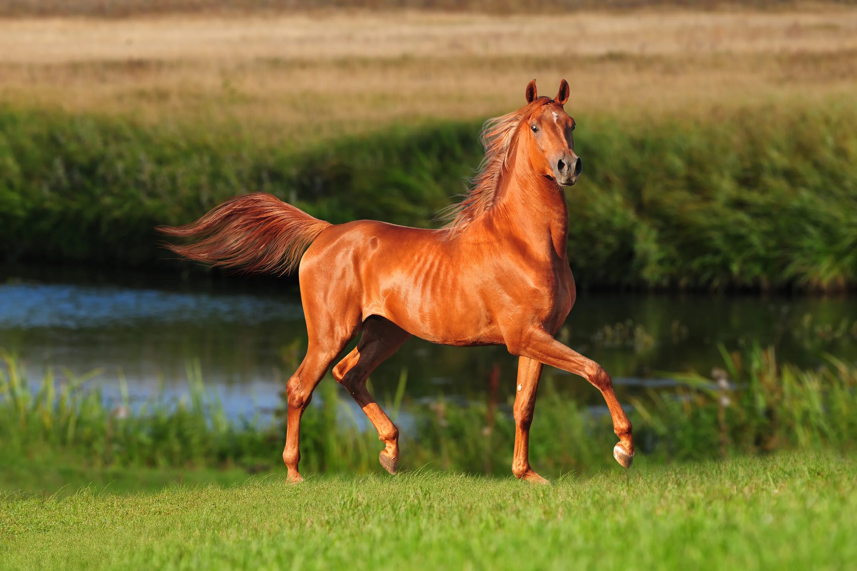 Horse pictures. Гнедой Мустанг. Пегий ахалтекинец. Дикий гнедой Мустанг. Пегий марвари.