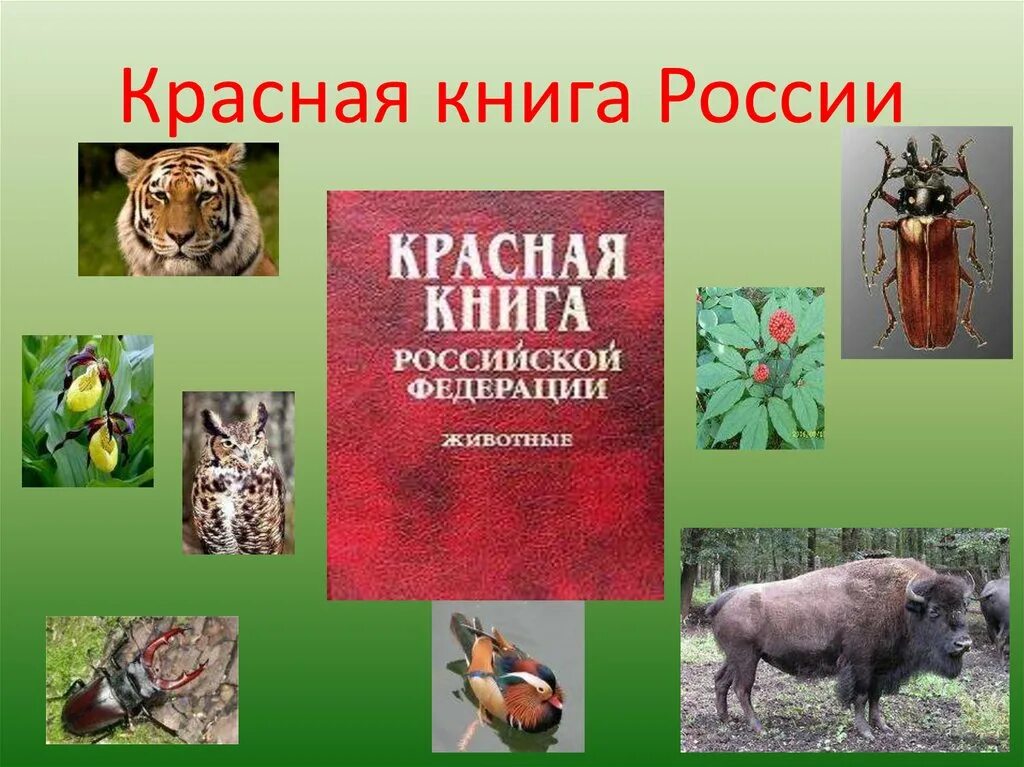 Проект 4 класса животные. Проект красная книга 4 класс окружающий мир. проект красная книга россии 4 класс окружающий мир. проект по окружающему миру 2 класс красная книга животные. проект на тему красная книга.