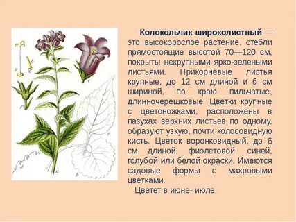 Колокольчик широколистный описание