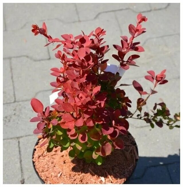 барбарис тунберга red torch. барбарис тунберга руби стар. Berberis darwinii. ) red compact. барбарис компакт.