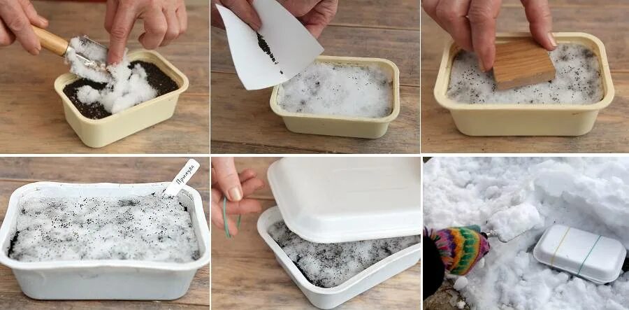 Холодная стратификация семян. Примула махровая всходы из семян. Ростки примулы. Стратификация примулы. Пикировка примулы.