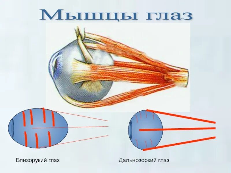 Мышечное зрения
