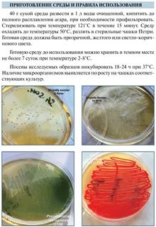 Выращивание ткани на питательной среде метод биологии