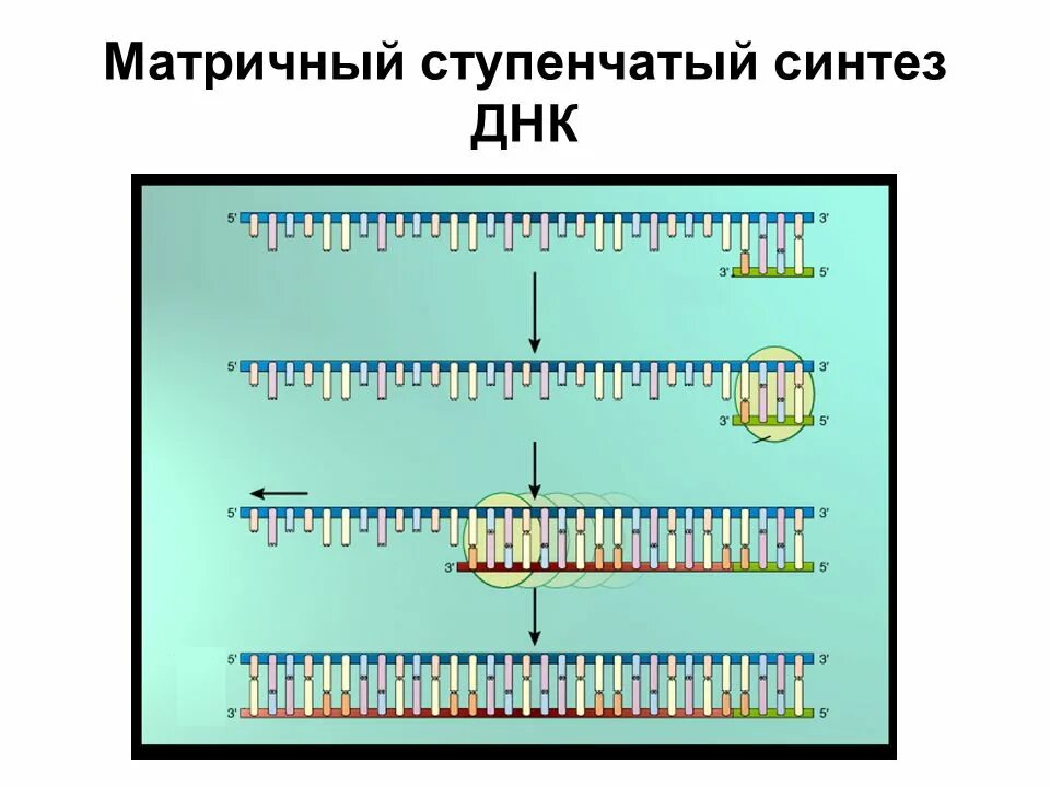 В результате реакций матричного синтеза синтезируются молекулы. Матричный Синтез ДНК репликация. Матричный Синтез ДНК. ДНК. Матричный Синтез ДНК. Ступенчатый Синтез.