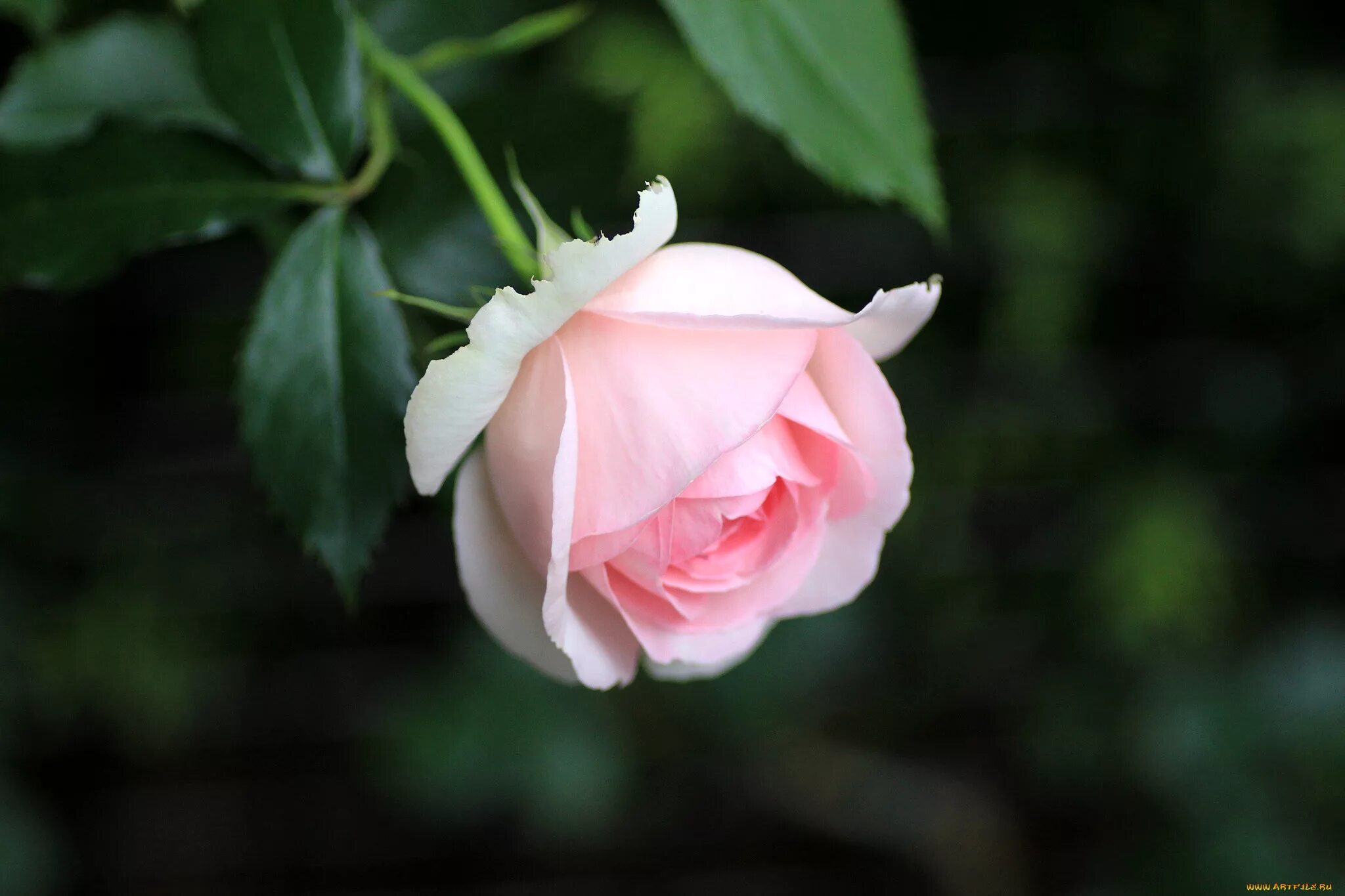 Бутон белой розы. Бело-розовые бутоны роз. Бело розовые розы. Нежные розовые бутоны. Бутон розовой розы