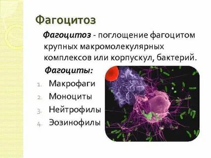 Макрофаги способны