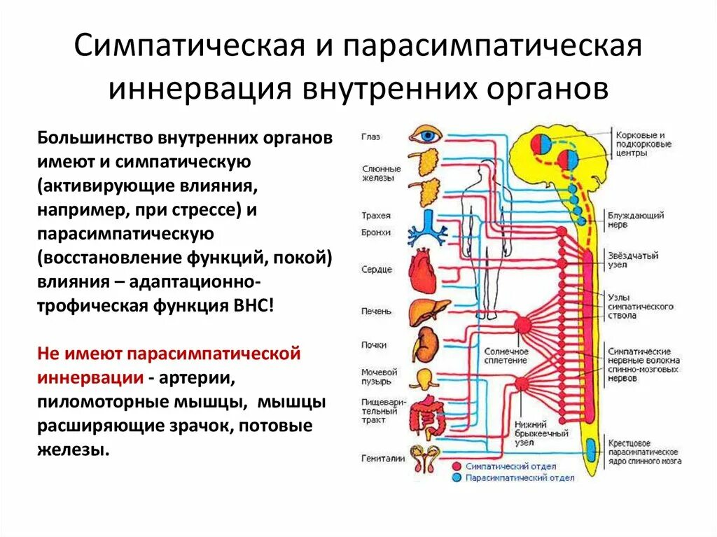 Укажите симпатические нервы. Симпатическая и парасимпатическая система. Парасимпатическая система и симпатическая система. Спинальные центры симпатической нервной системы. Симпатическая нервная система нервной системы это.