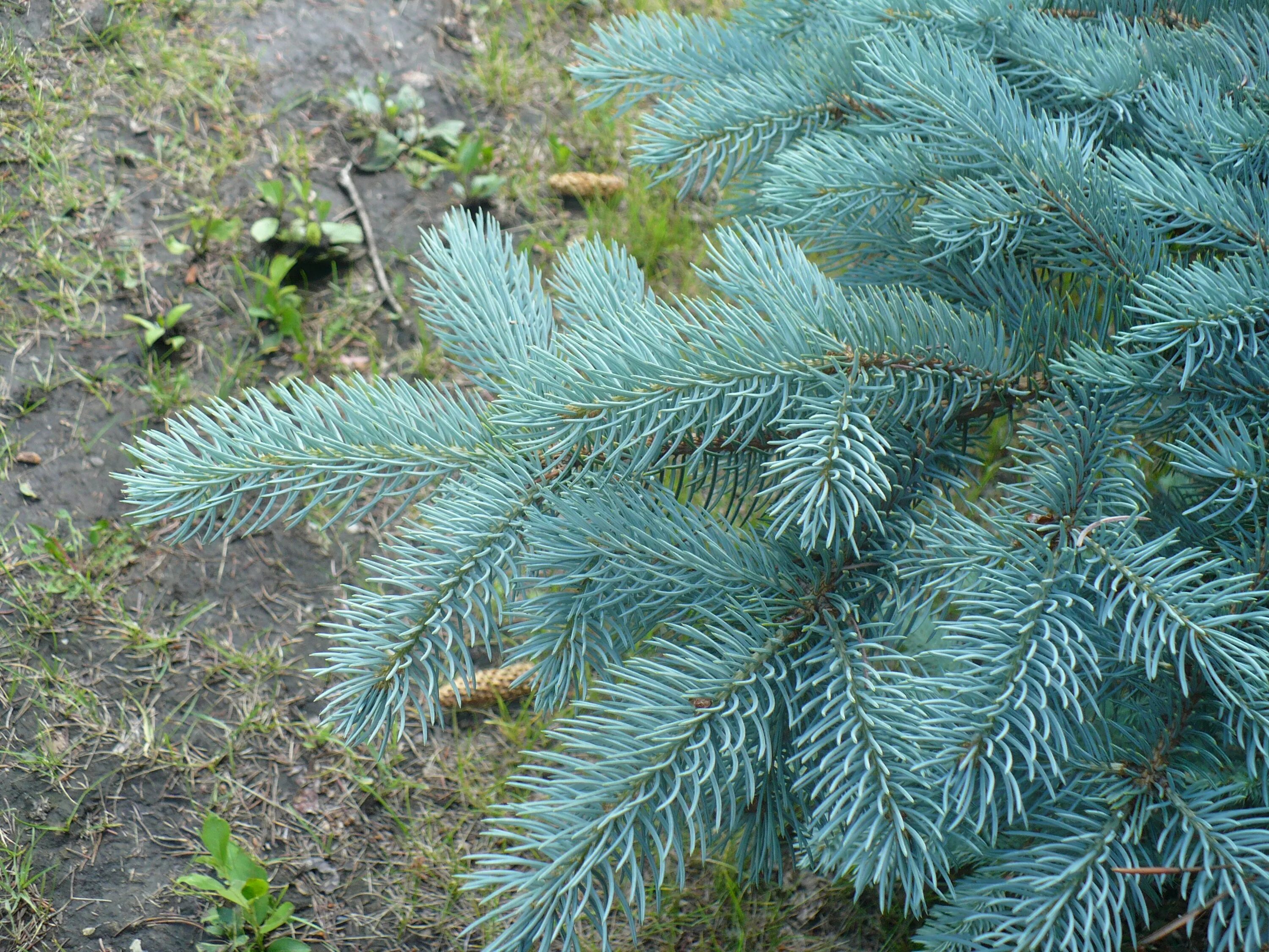 Живые голубые ели. Ель голубая Сан Изабель. Picea pungens шишки. Пихта и голубая ель. Пихта Дугласа голубая.