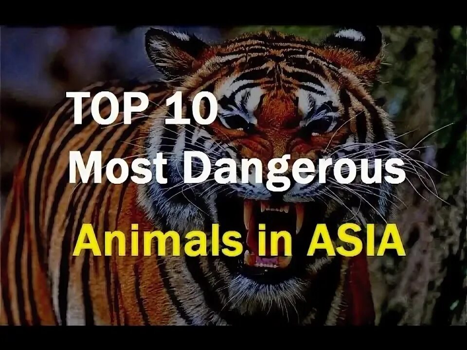 The most dangerous animal. Dangerous animals. The most Dangerous animal in the World. Animals in Danger.