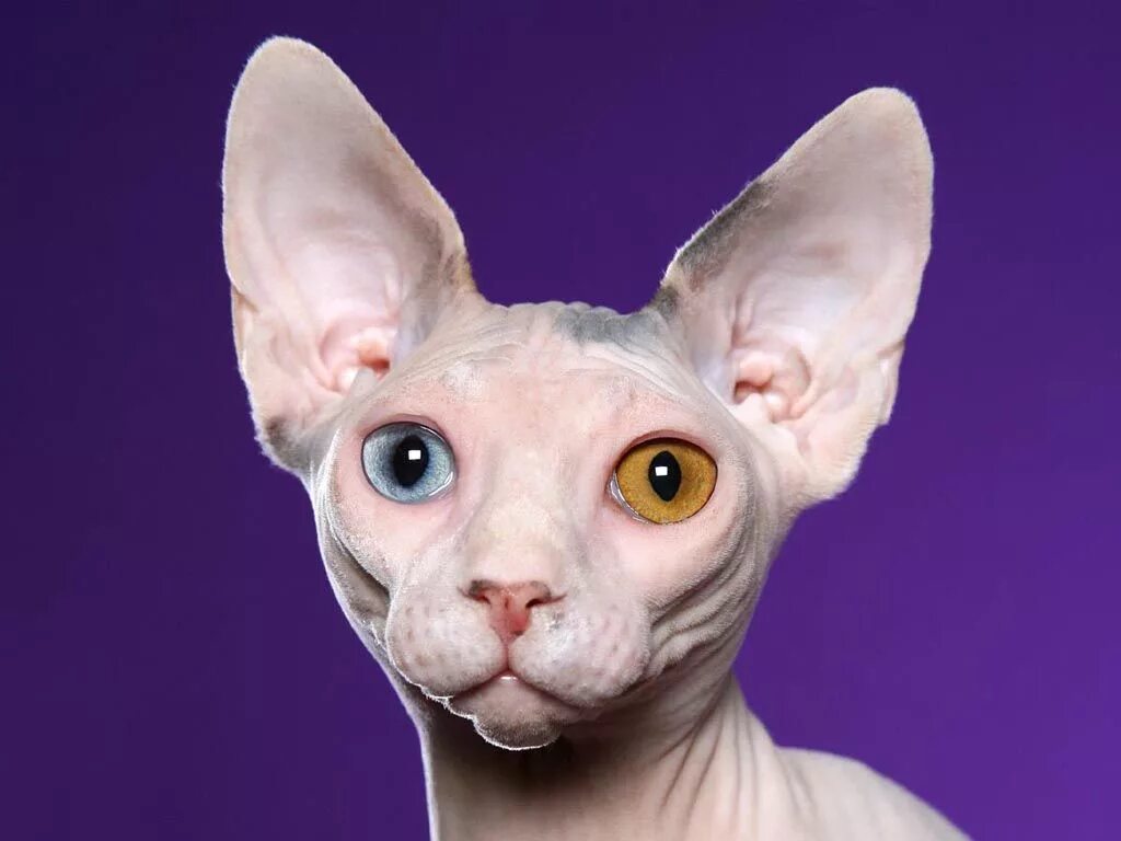 Сфинкс (порода кошек). Канадский сфинкс кошка. Лысая кошка сфинкс. Египетский сфинкс кошка.
