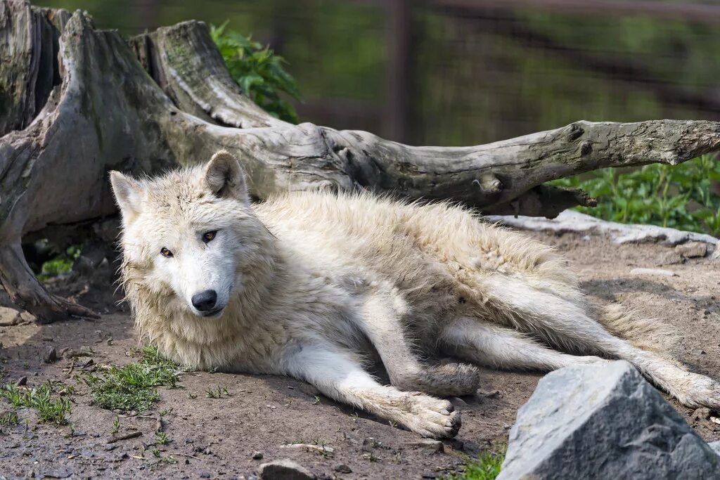 Pin by george key on wolfs Animals and pets, Animals, Polar bear