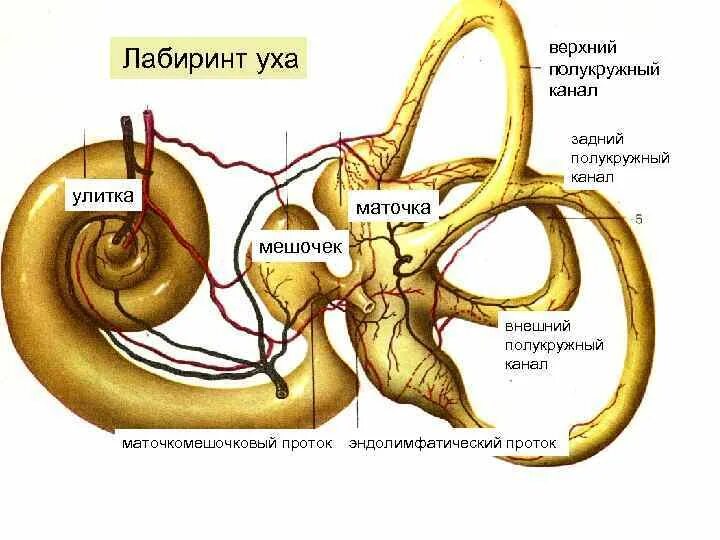 Перепончатый Лабиринт внутреннего уха маточка. Внутреннее ухо маточка и мешочек. Маточка мешочек полукружные каналы. Мешочки преддверия внутреннего уха.