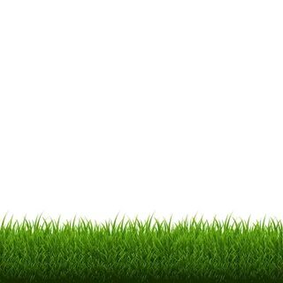 Grass like