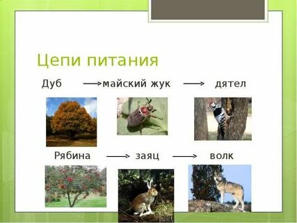 Древесина дятел пищевая цепь