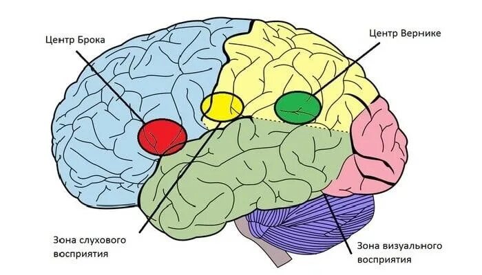 Зоны восприятия мозга. Центры Брока и Вернике в головном мозге. Зона Брока и зона Вернике. Речевые зоны Брока и Вернике располагаются. Зона Брока головной мозг.