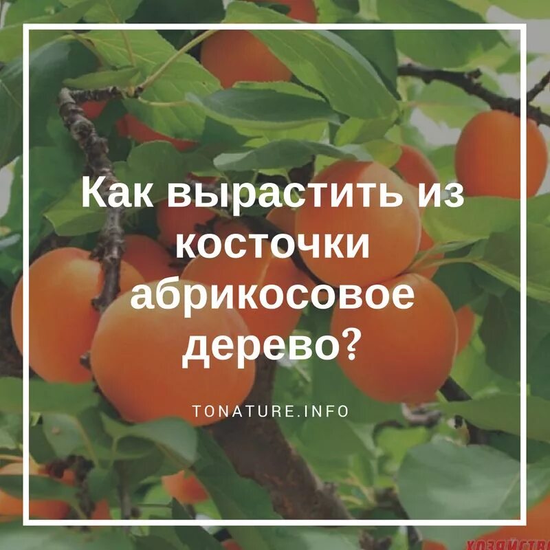 Абрикос из косточки будет плодоносить. Абрикос условия произрастания. вырастить абрикос из косточки. как из абрикосовой косточки вырастить дерево в домашних. как вырастить абрикос из косточки.