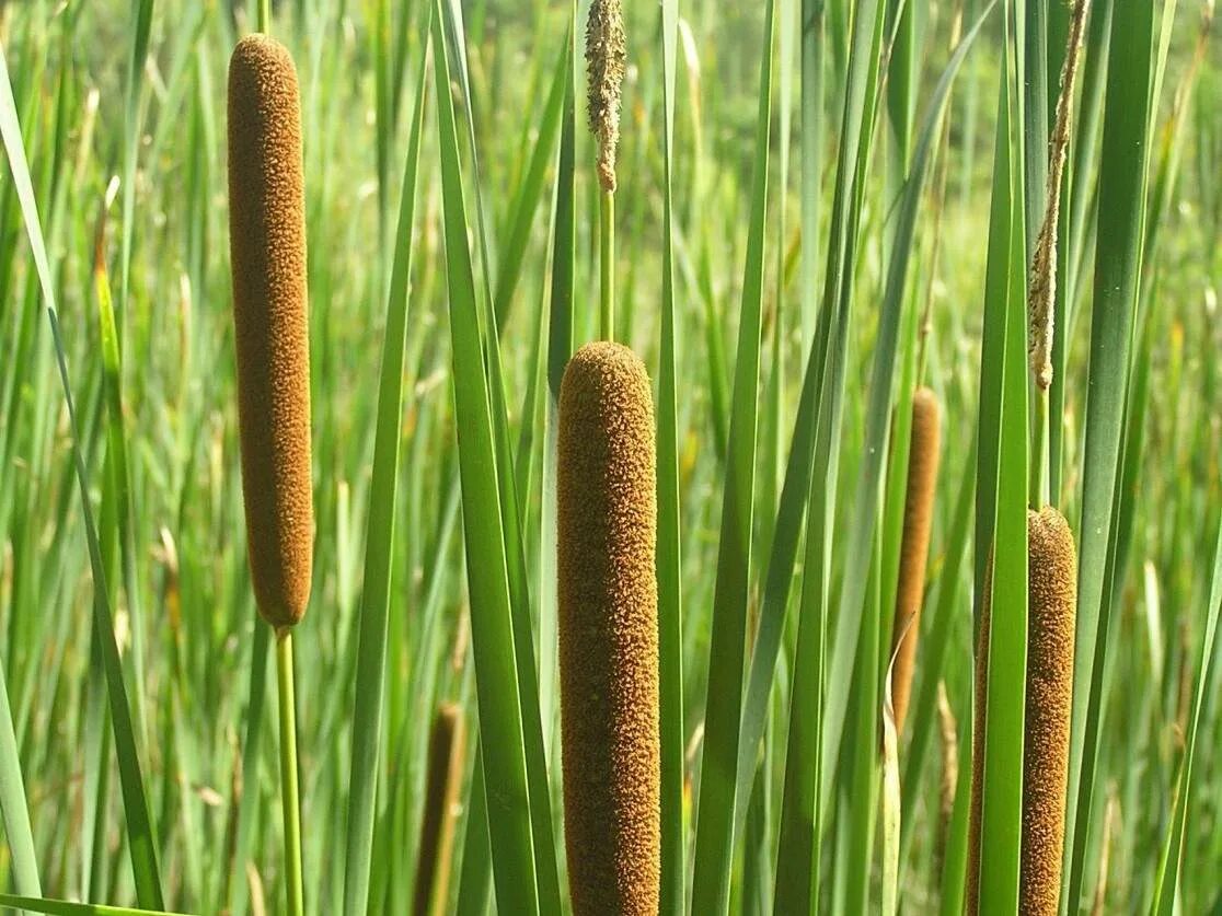 АИР болотный (Acorus Calamus). АИР обыкновенный - Acorus Calamus. Рогоз узколистный (Typha angustifolia). АИР обыкновенный "variegatus". Покажи аир