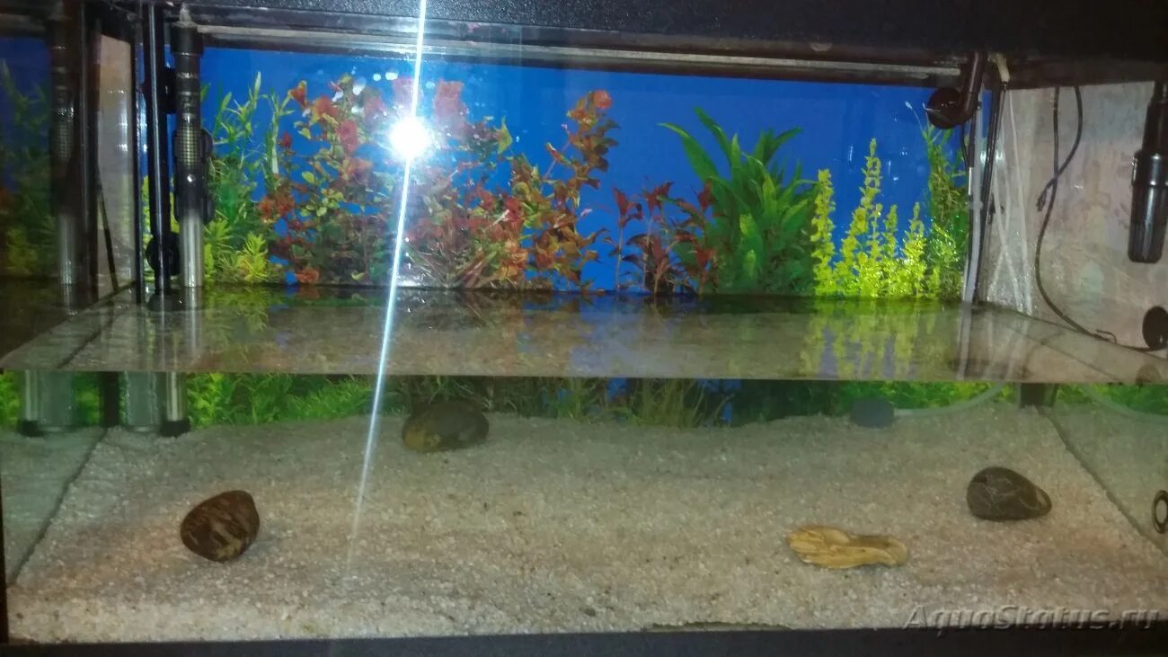 Аквариум куб креветочник. Чистый аквариум. Большие аквариумы для дома. Чистый аквариум. Длинный аквариум.