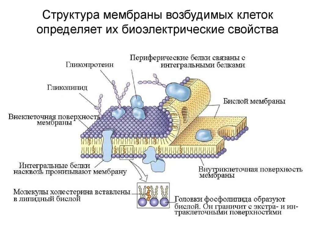 Мембрана возбудимой клетки. Строение мембраны возбудимых клеток. Строение мембраны клетки. Строение клетки мембрана клетки. Структурно-функциональная характеристика клеточной мембраны.