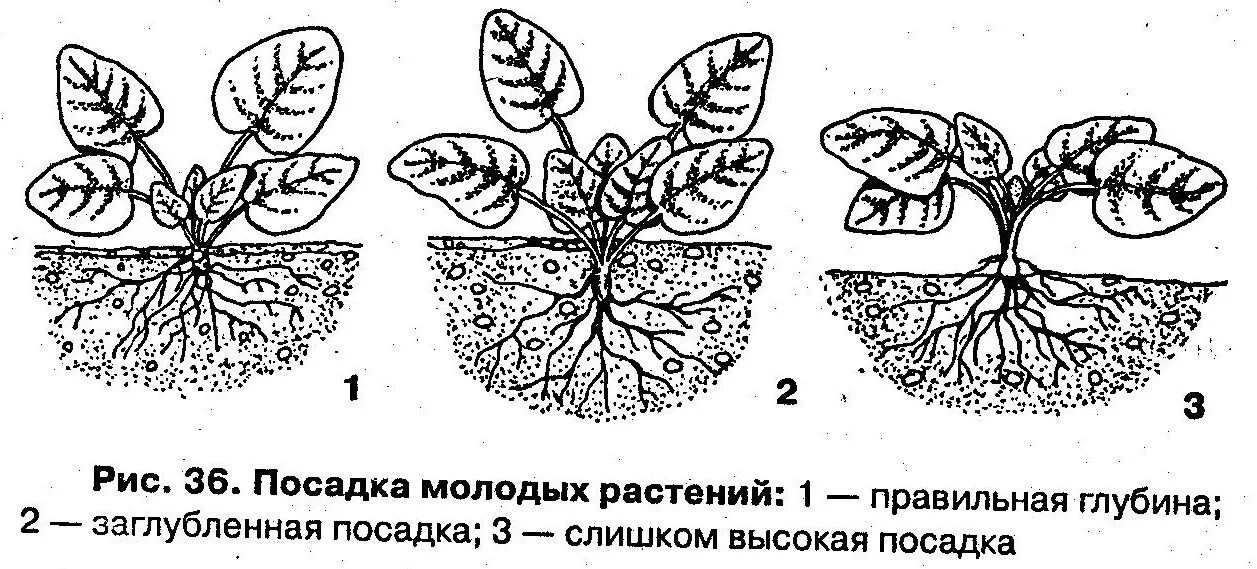 Можно ли заглублять рассаду огурцов при пересадке. Схема посадки фиалки. можно ли заглублять огурцы при посадке. бегония побег. схема садим фиалку для детей.